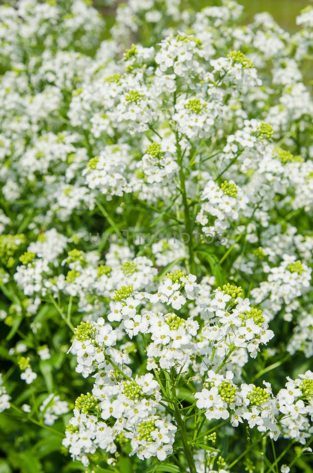 Small white flowers of horseradish, close-up