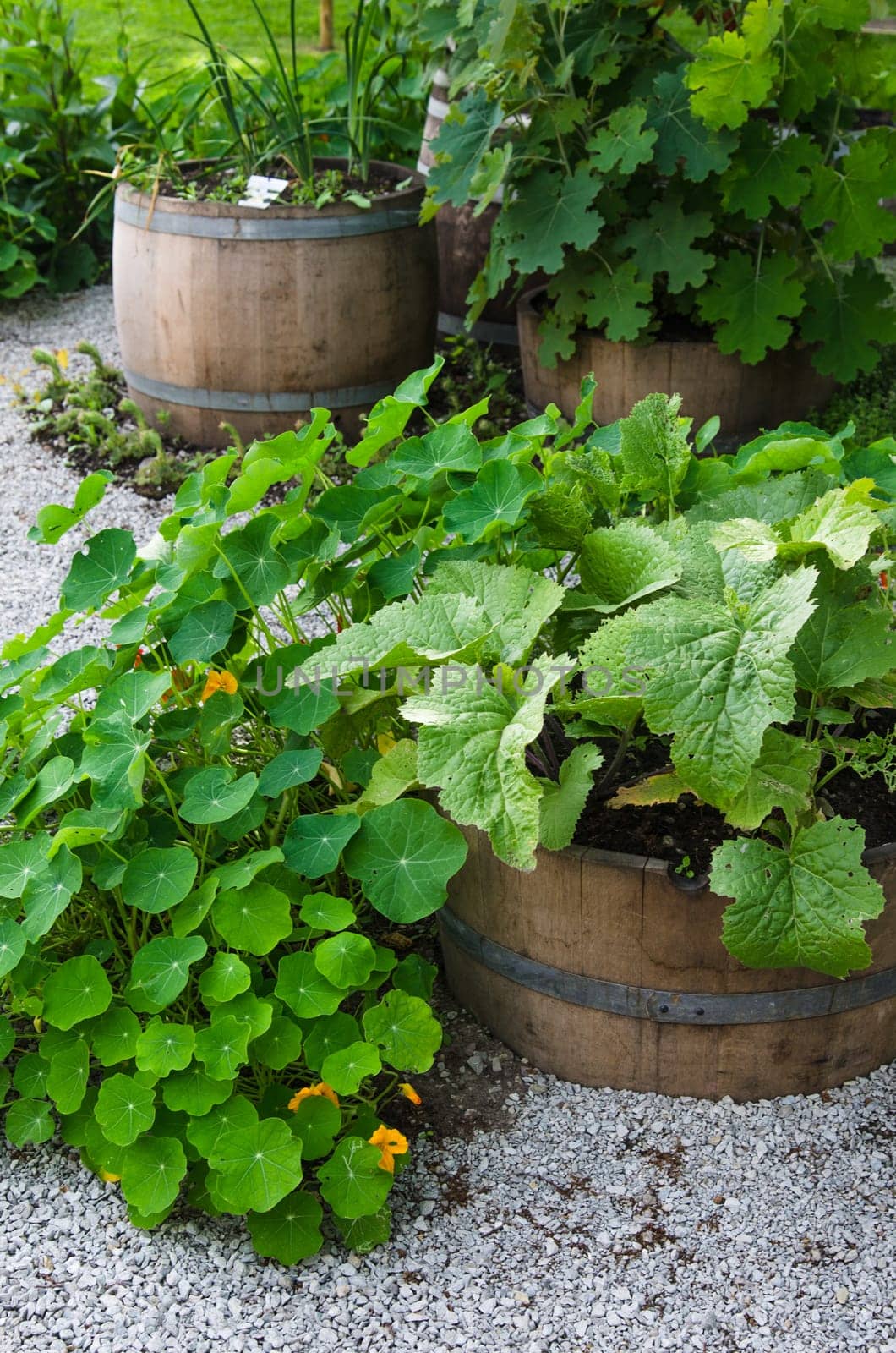 A variety of plants and vegetables grown in the garden, close up