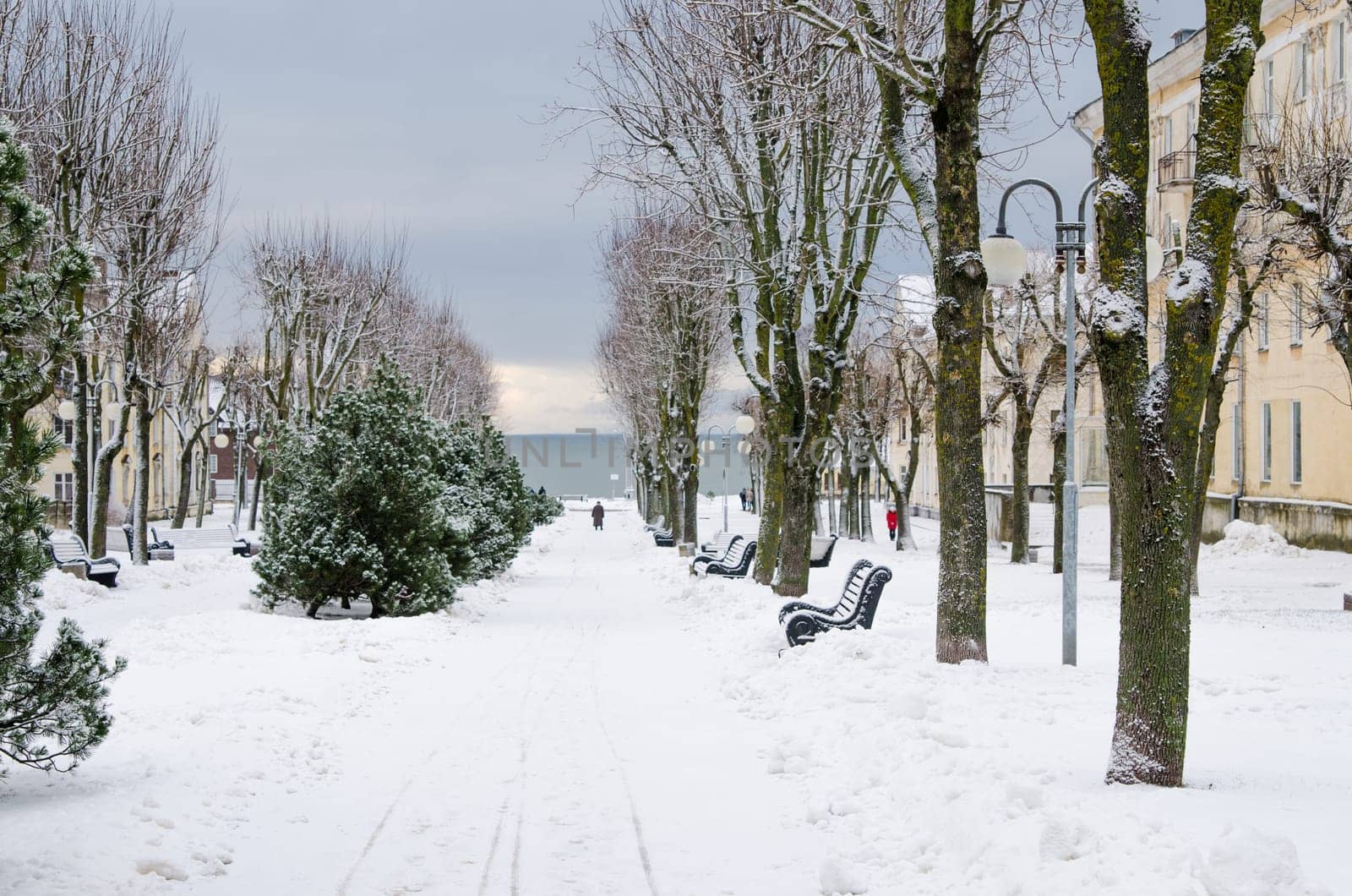 Alley in the park of the city of Sillamae in winter