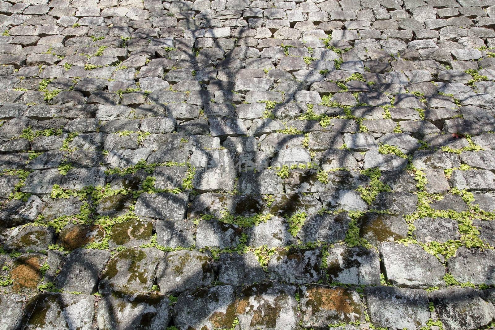 shadow of tree on weathered stone wall, japanese castle