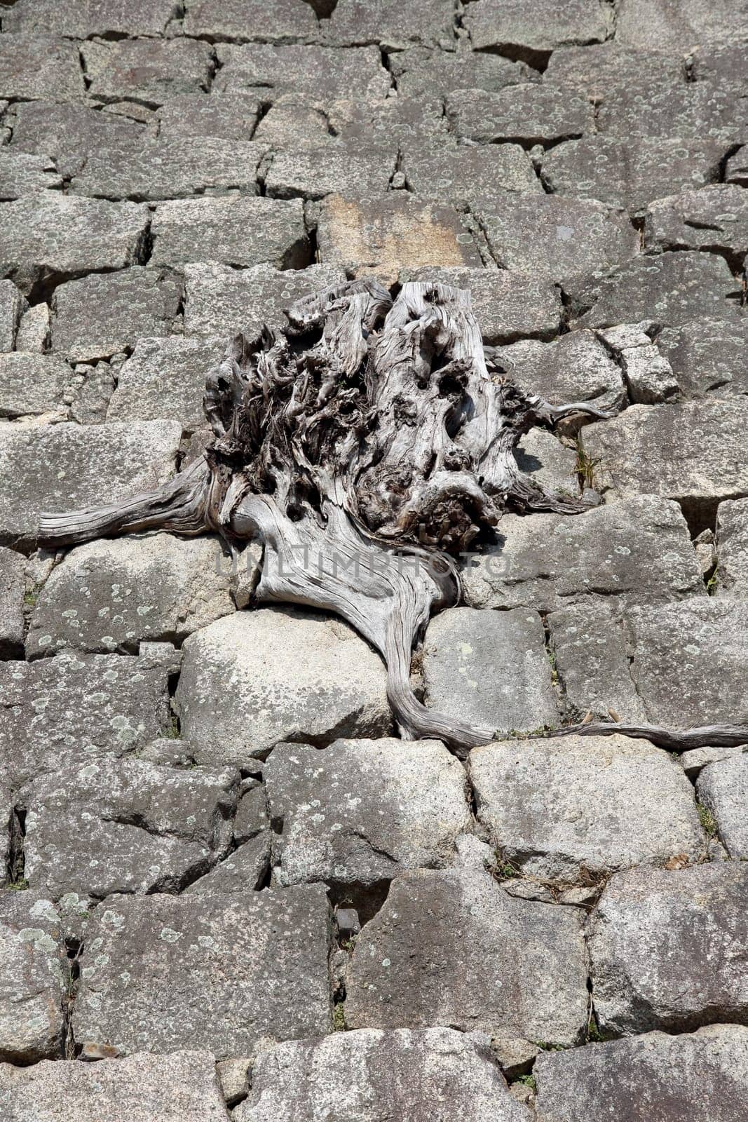 ancient stone wall with dried tree root
