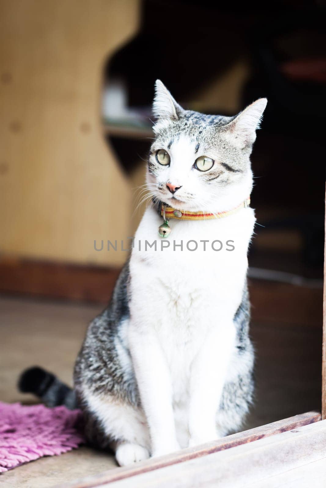 Thai cat sitting at home, stock photo