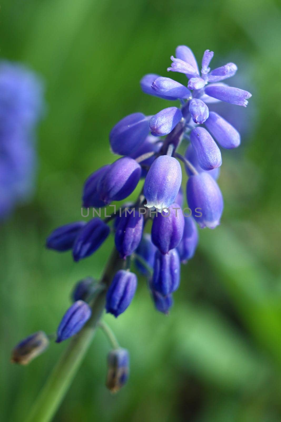 beautiful purple flower in the garden,spring time