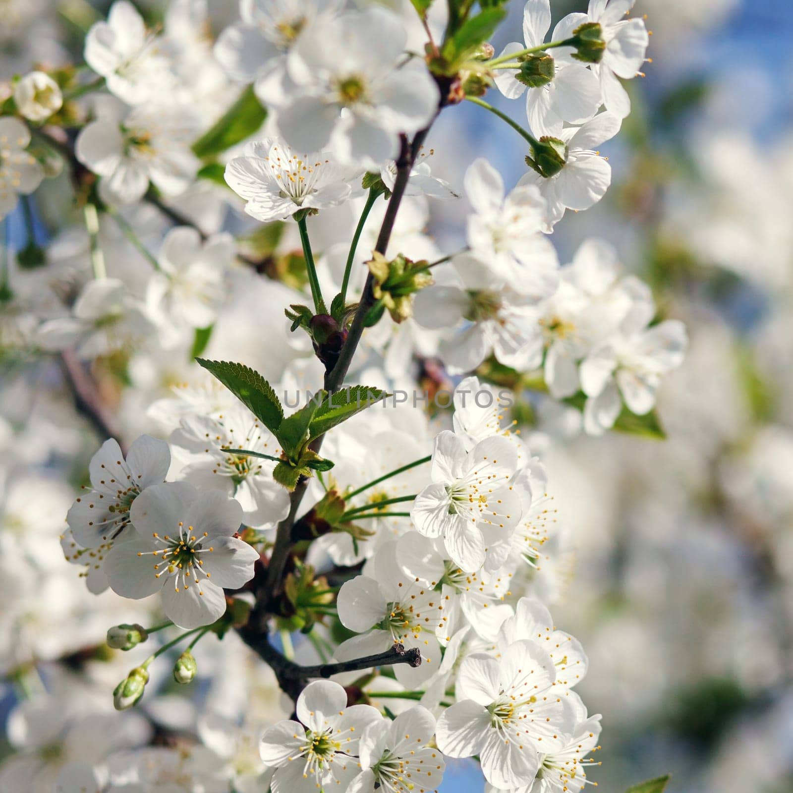 white flowers blooming on cherry tree branch, springtime