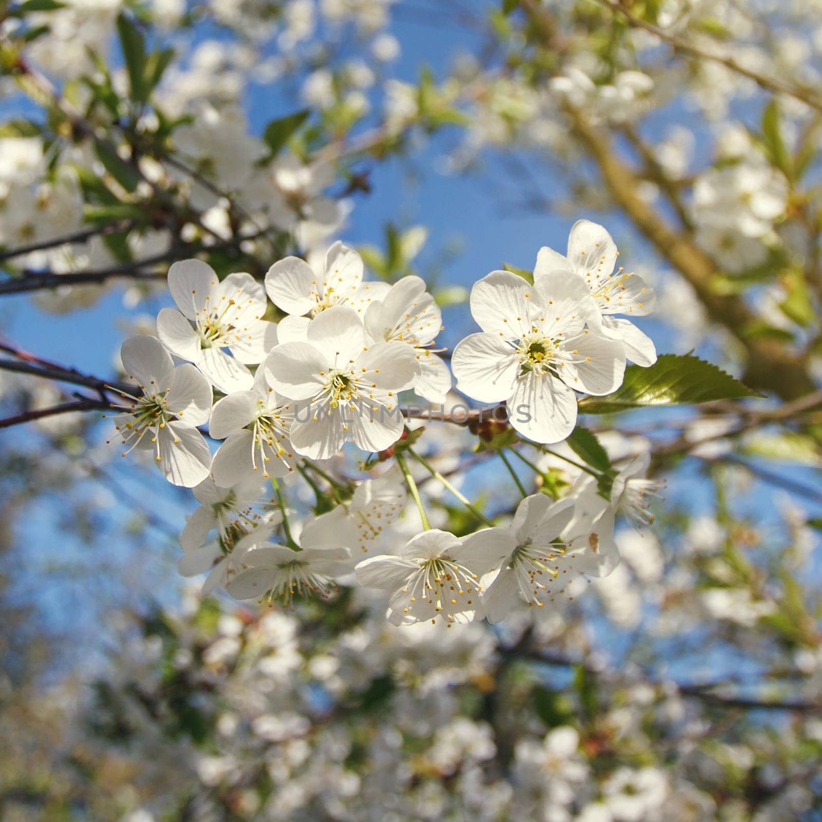 white flowers blooming on branch, springtime