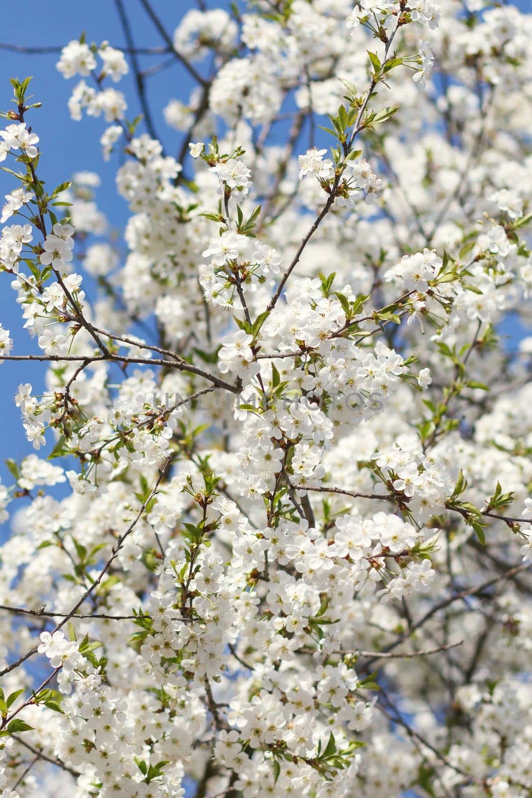white flowers blooming on tree branch, springtime