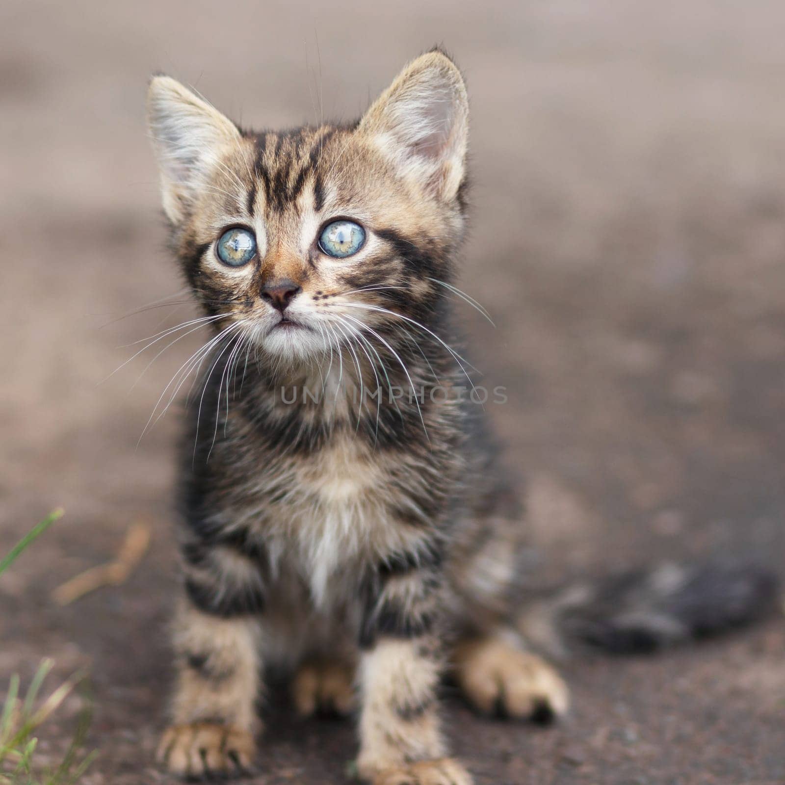 brown stripes cute kitten sitting and looking at outside