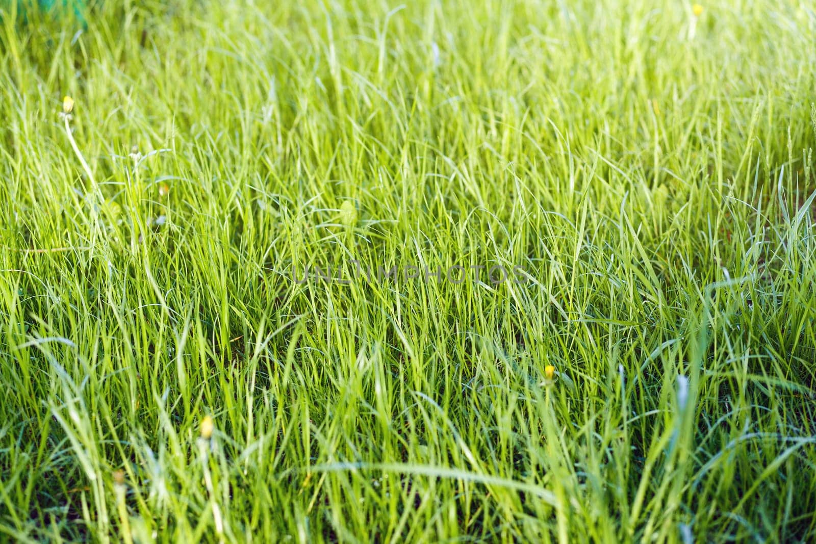 beautiful Green grass background, spring and summertime