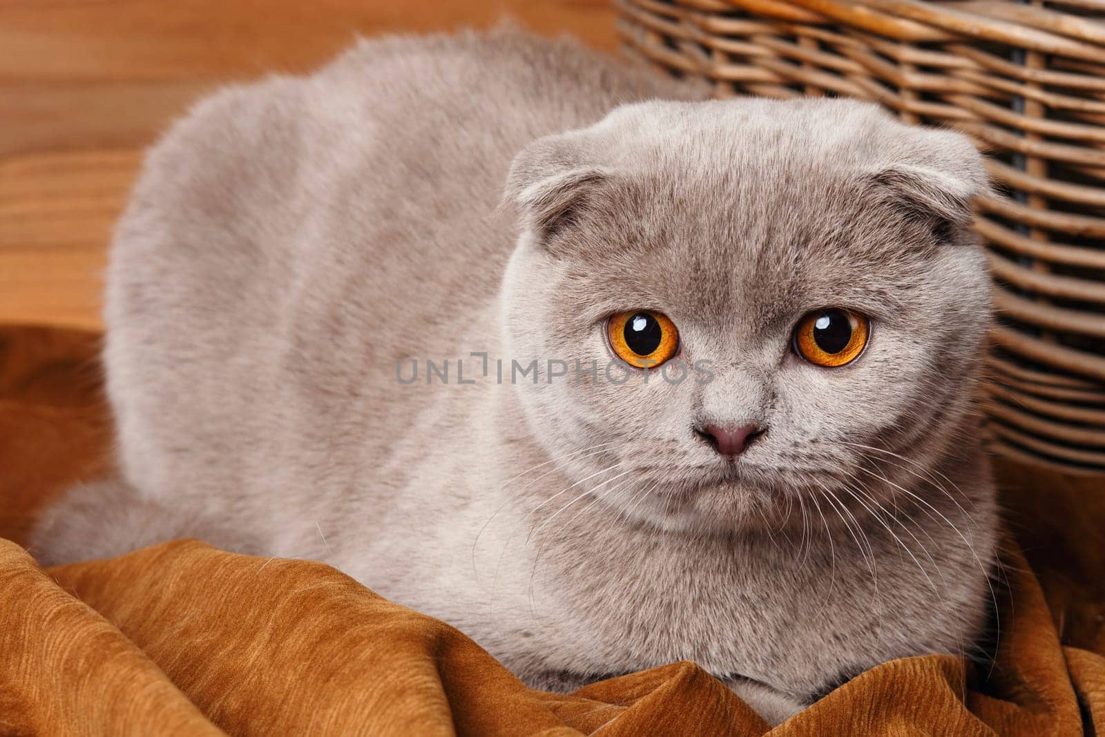 Beautiful gray cat with yellow eyes Scottish Fold on wooden background