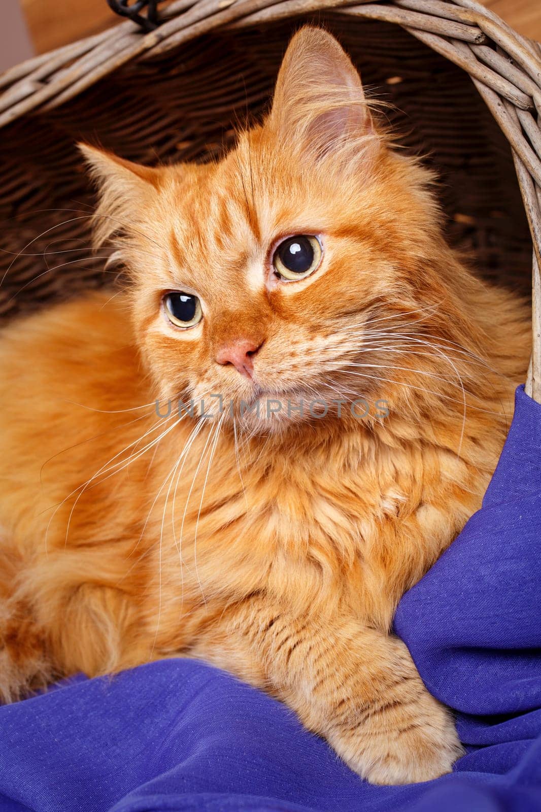 portrait of beautiful red-haired big cat close up
