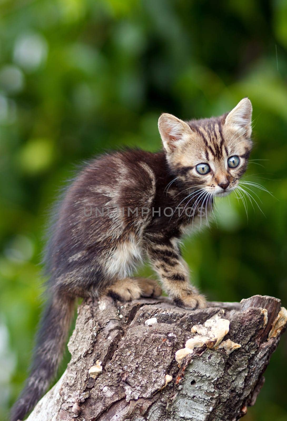 stripes  brown cute kitten sitting on a stump outdoors