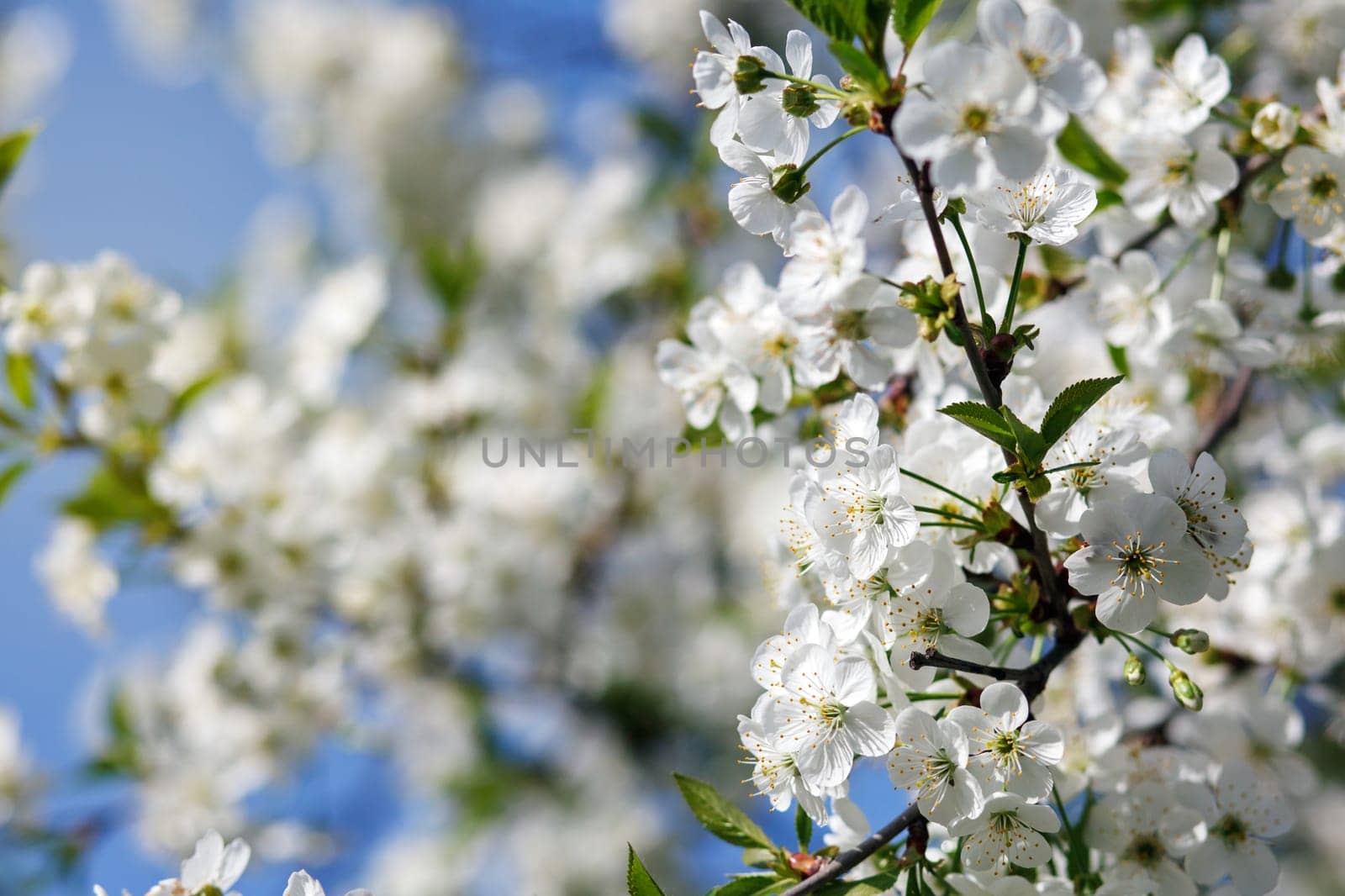 white flowers blooming on cherry tree branch, springtime