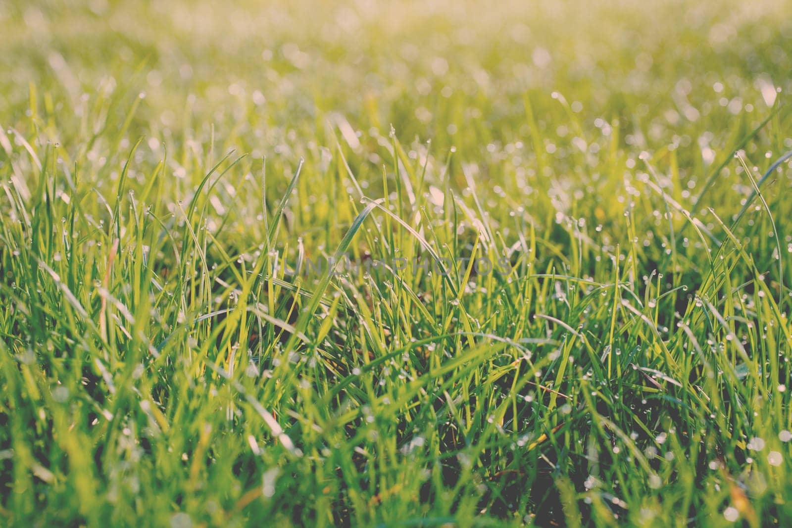 Fresh Spring Green grass with dew Drops