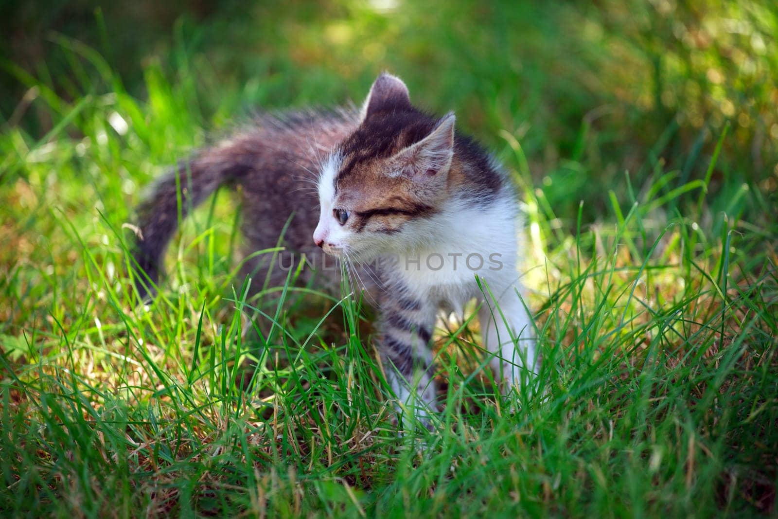 Cute little cat playing on the grass