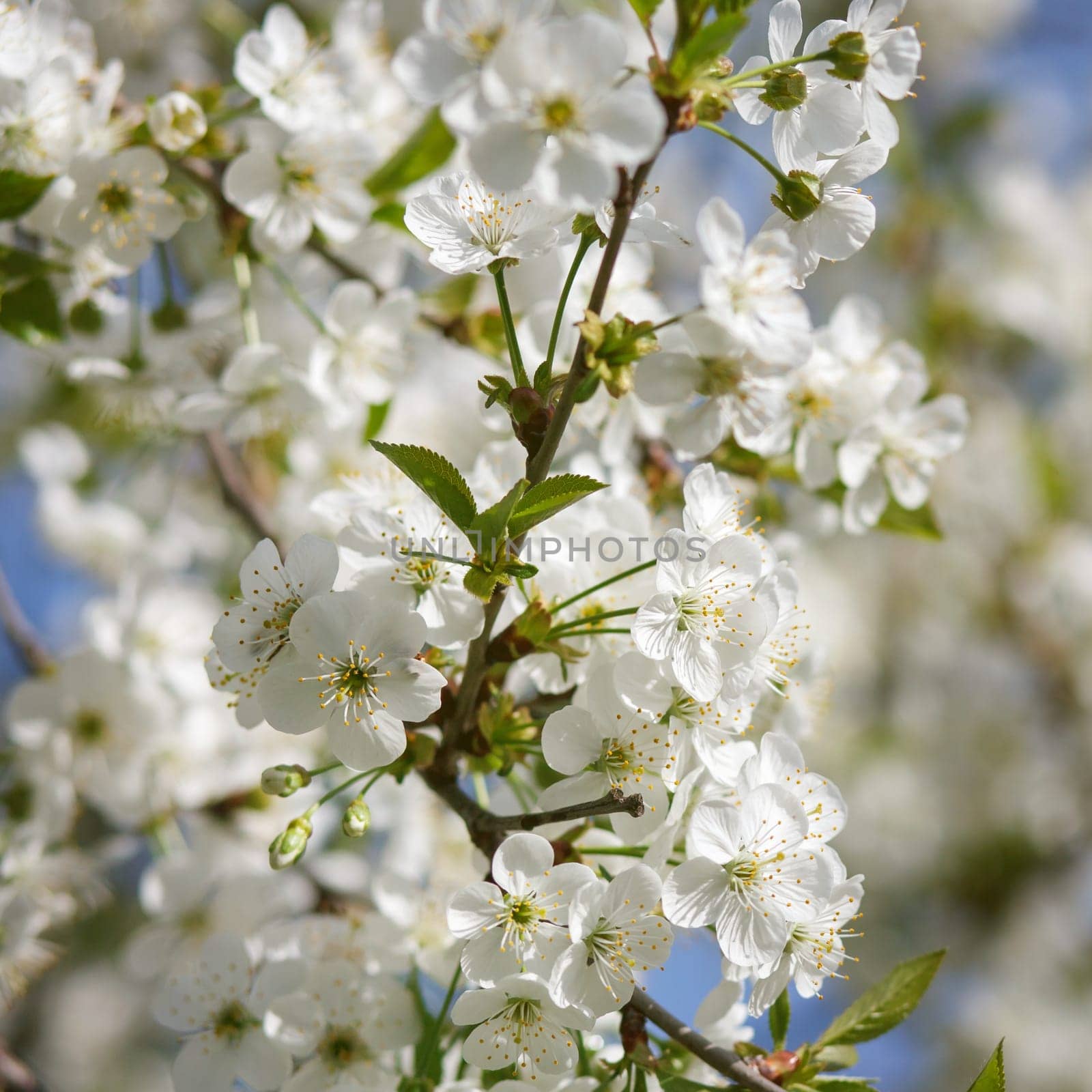 white flowers blooming on cherry tree branch, springtime