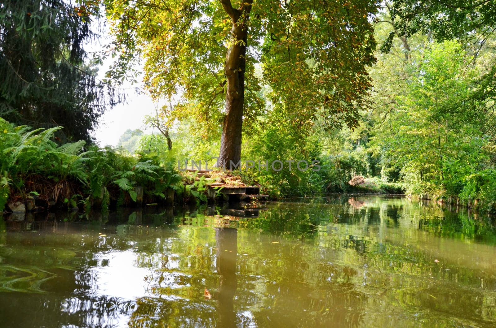 The Spreewald
