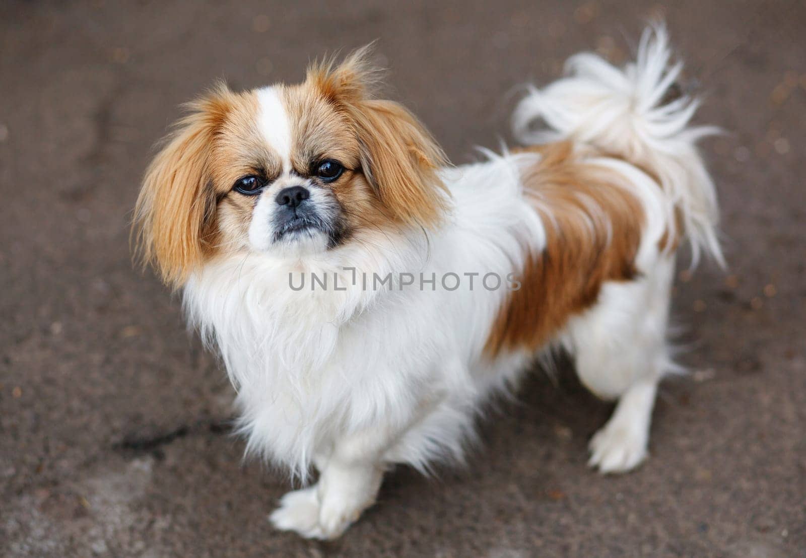 Funny red-haired pekingese dog look in camera