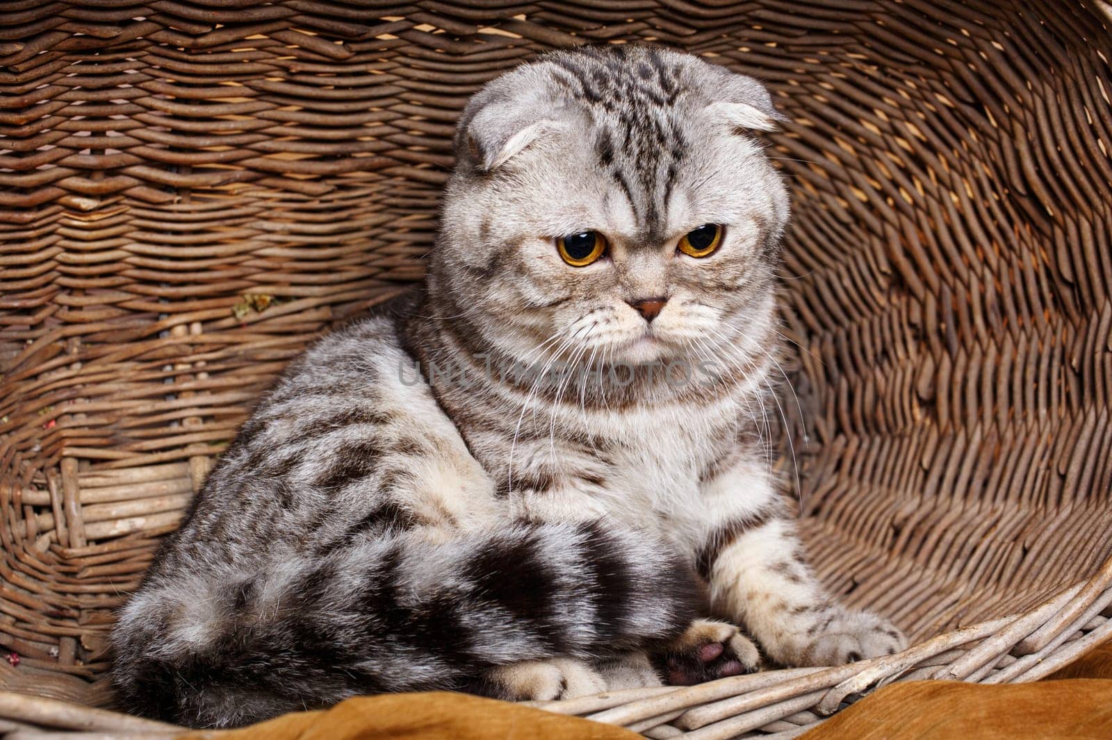 Beautiful bicolor stripes cat with yellow eyes Scottish Fold Sits in a wooden basket