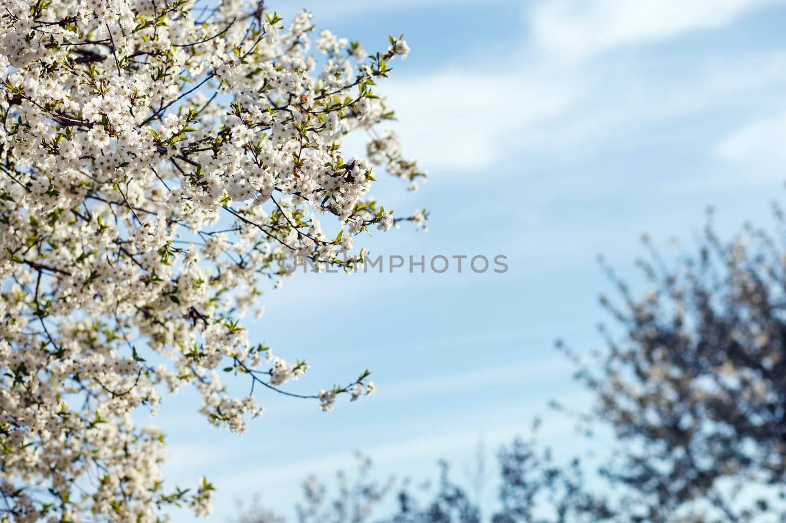 white flowers blooming on tree branch, springtime