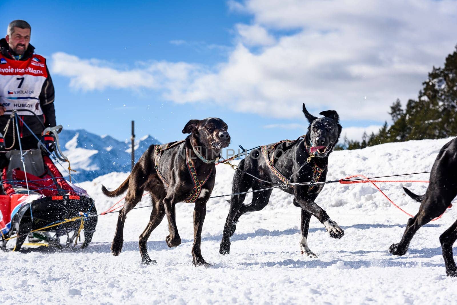 SARDIERES VANOISE, FRANCE - JANUARY 20 2016 - the GRANDE ODYSSEE the hardest mushers race in savoie Mont-Blanc, Vit Kolator, Czech musher, Vanoise, Alps