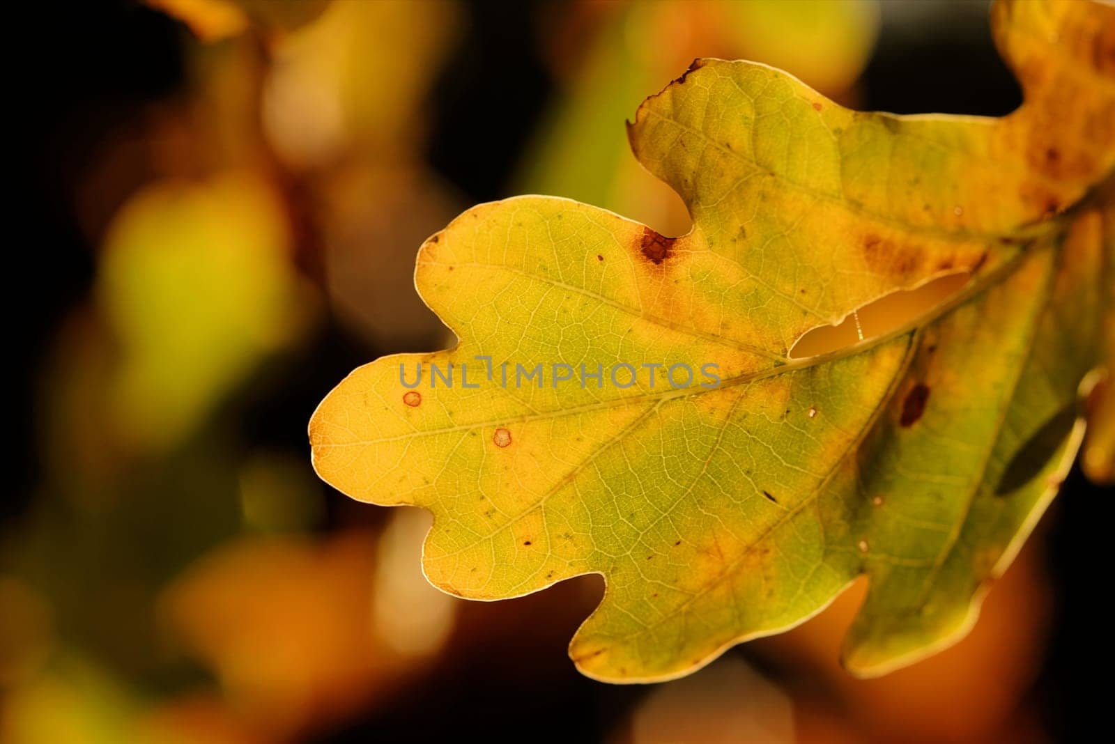 Oak leaf in autumn