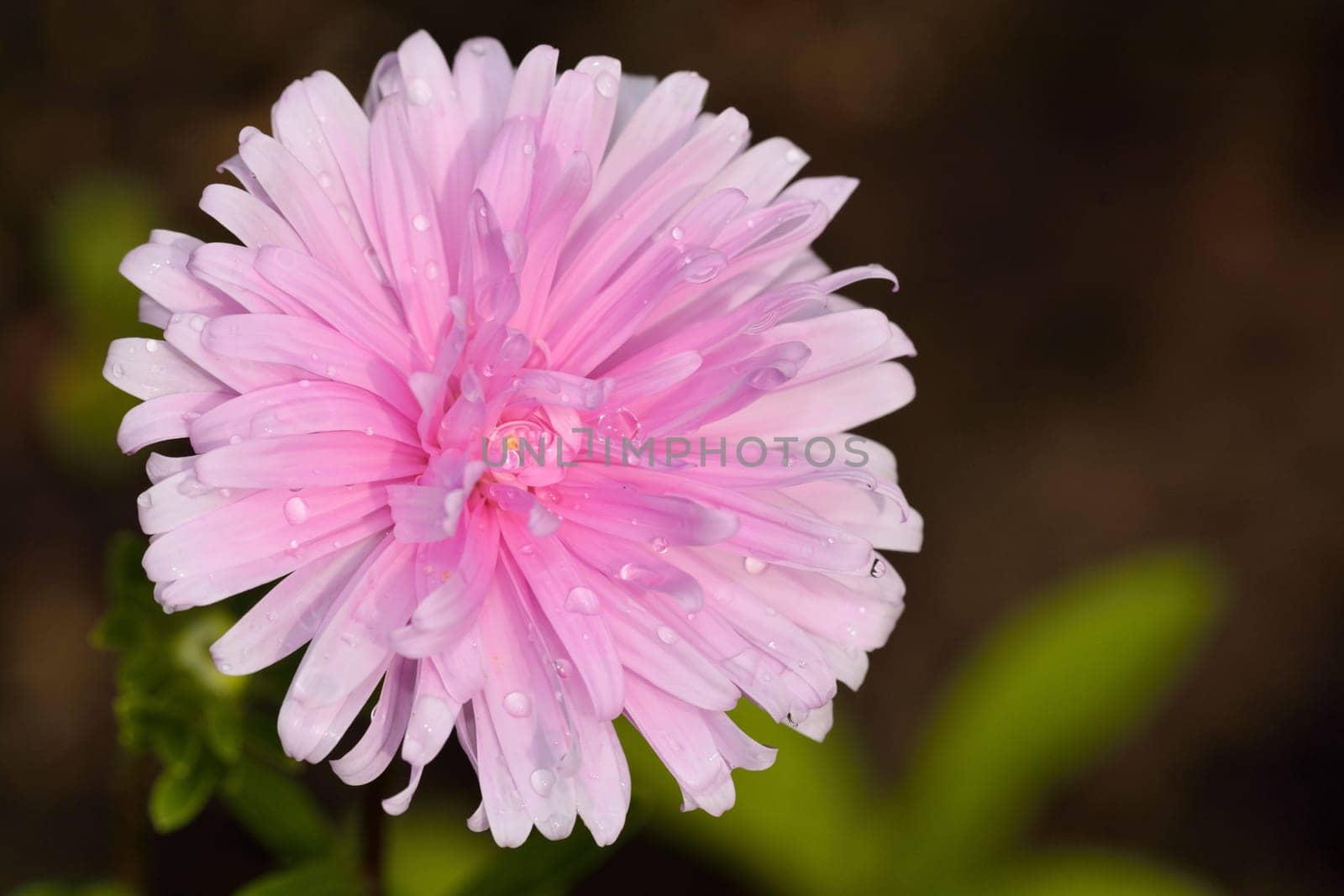Carnation