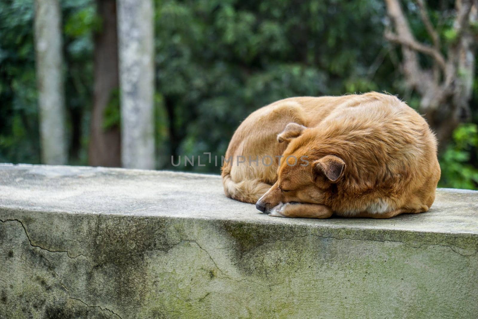 Brown Sleeping Dog taking a nap outside on the Wall