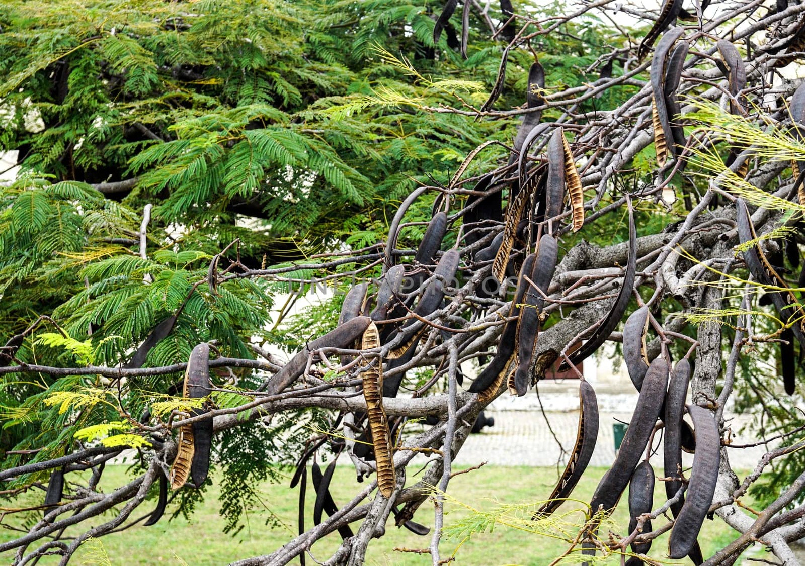 Carob Tree with lots of Carobs hanging on the tree