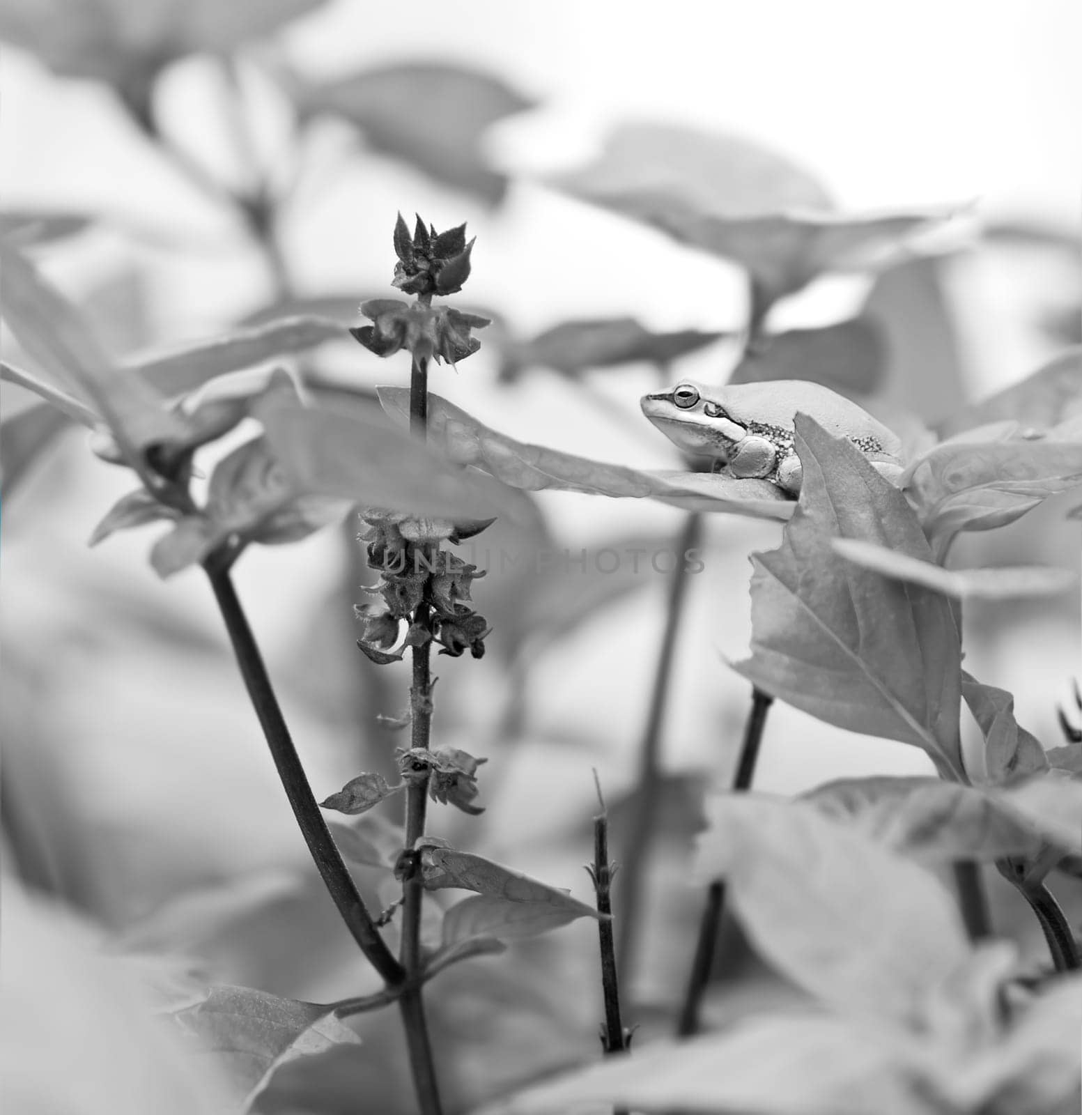 Black and White grayscale image of Australian Green Tree Frog on Basil leaf in organic garden