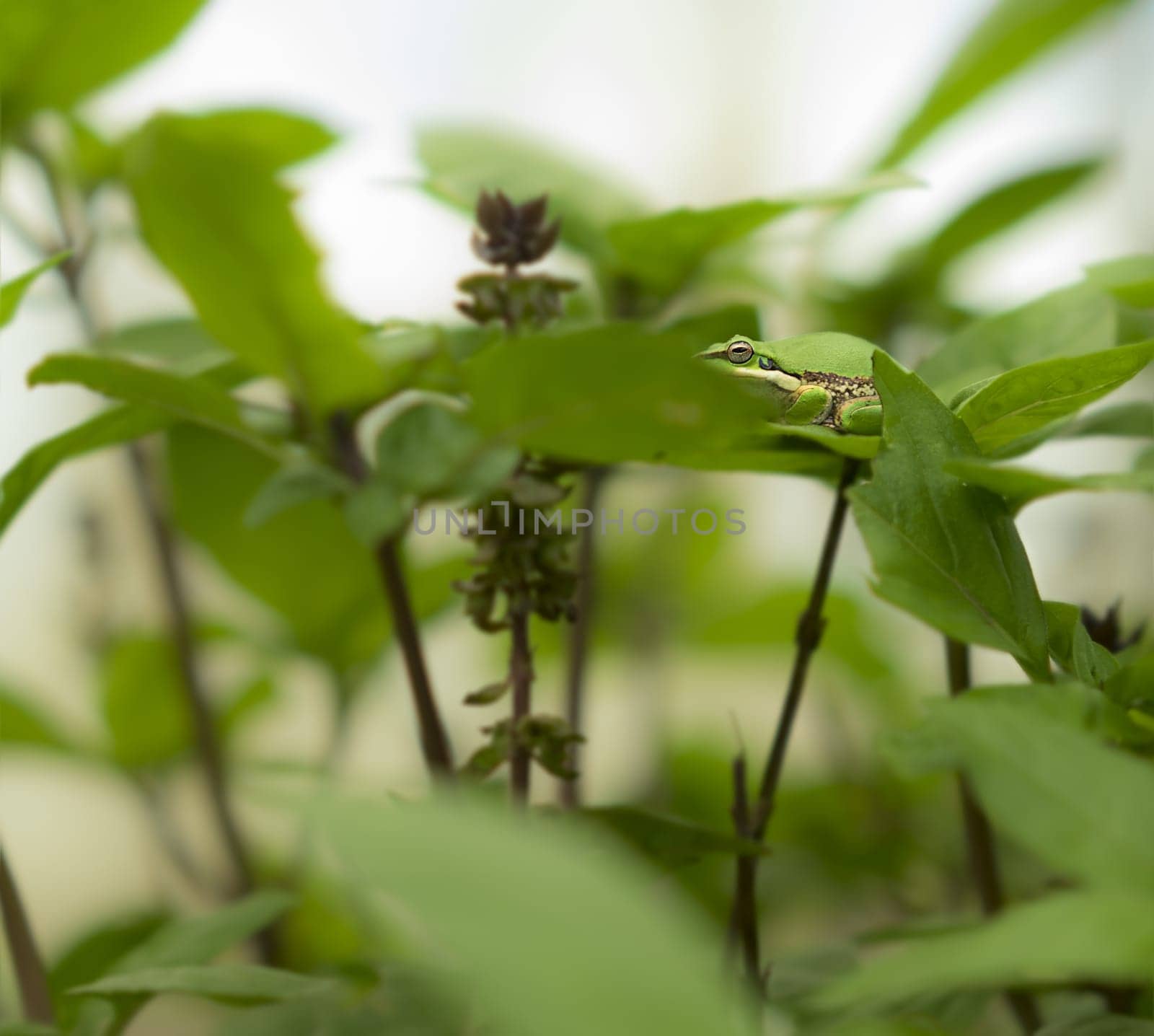 Camouflage ability of Australian green tree frog, color matching on green basil leaves in garden