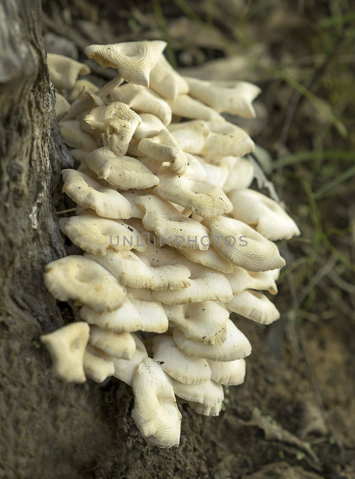 Layers of Australian oyster mushrooms Pleurotus ostreatus colony growing on an old gum tree stump in eucalypt forest