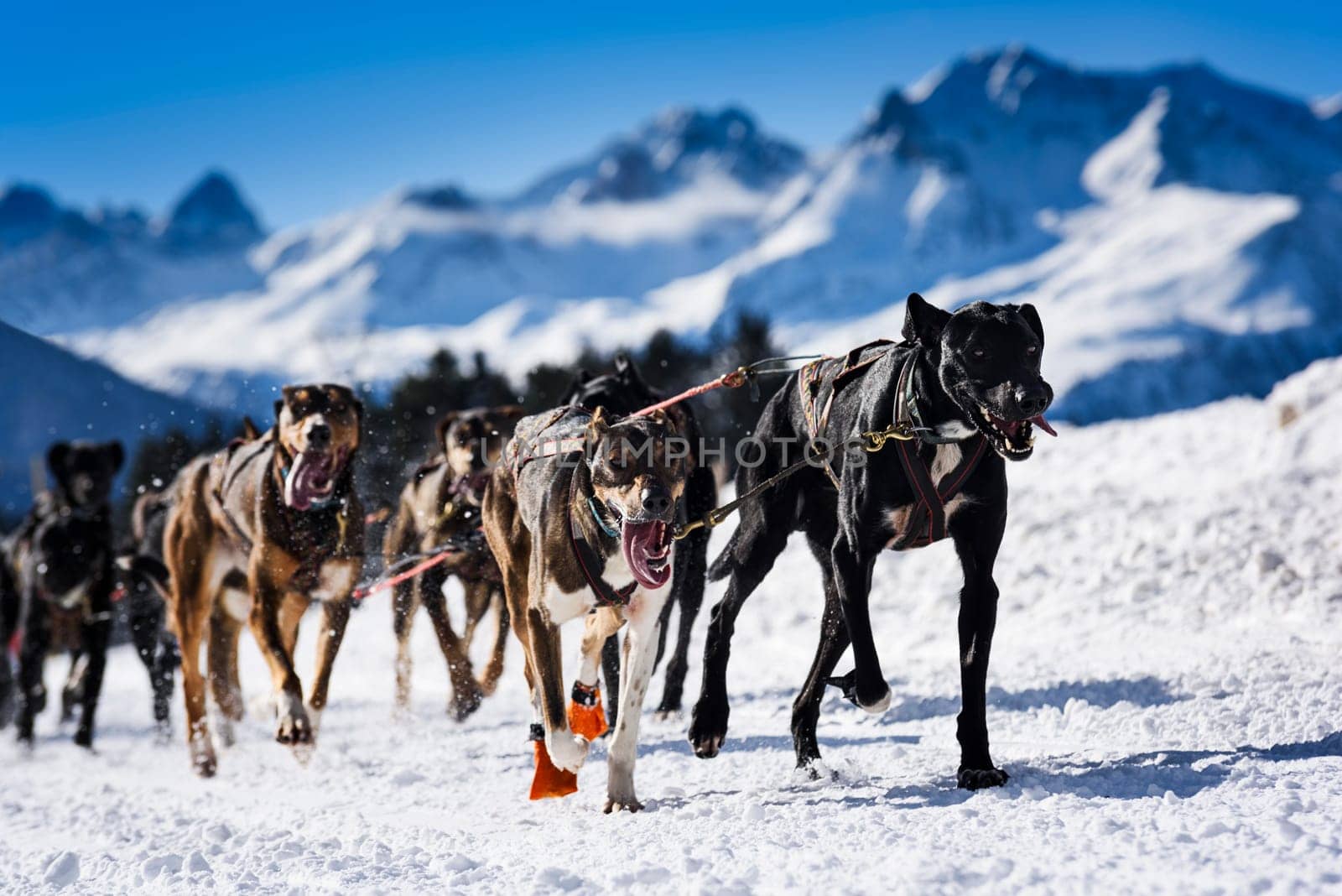 musher dogteam driver and Siberian husky at snow winter competition race in forest