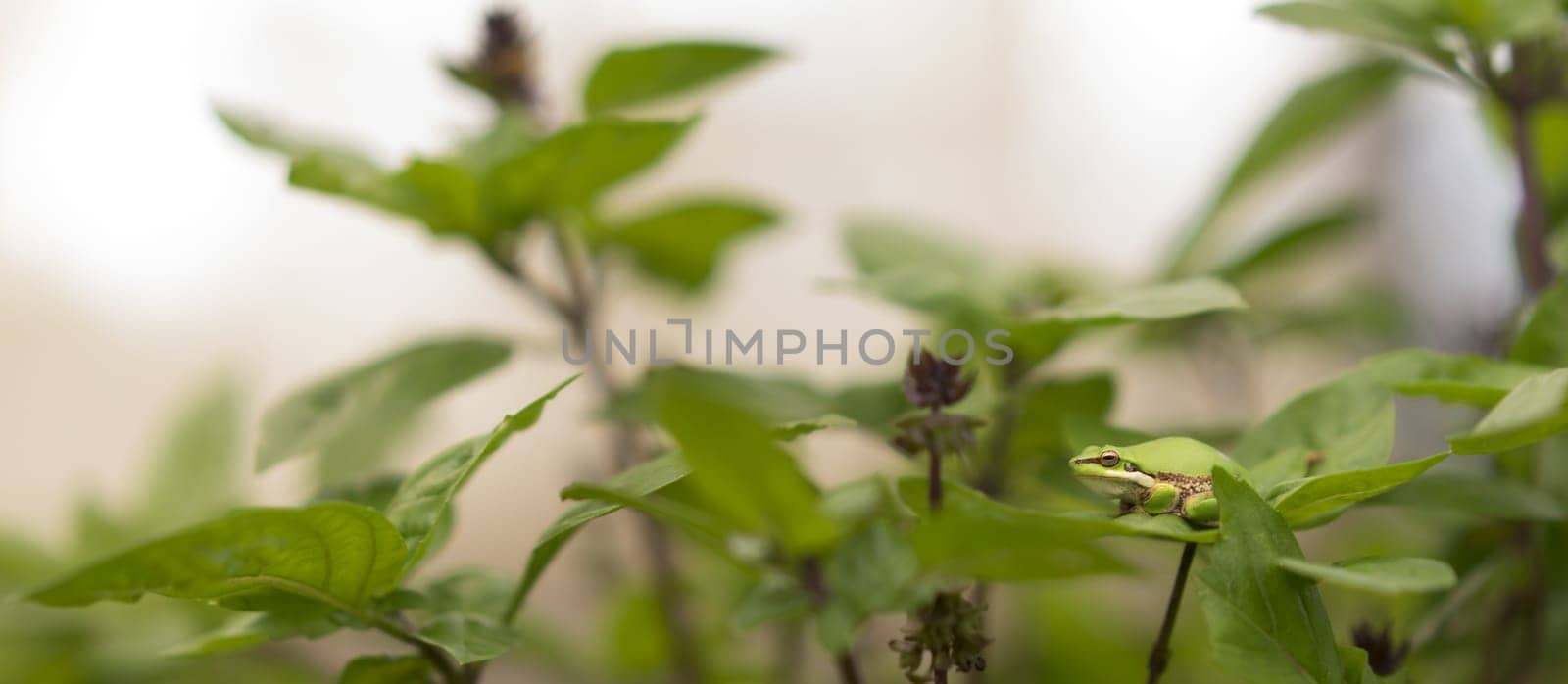 Panorama View of Camouflage ability of Australian green tree frog, color matching on green basil leaves in garden