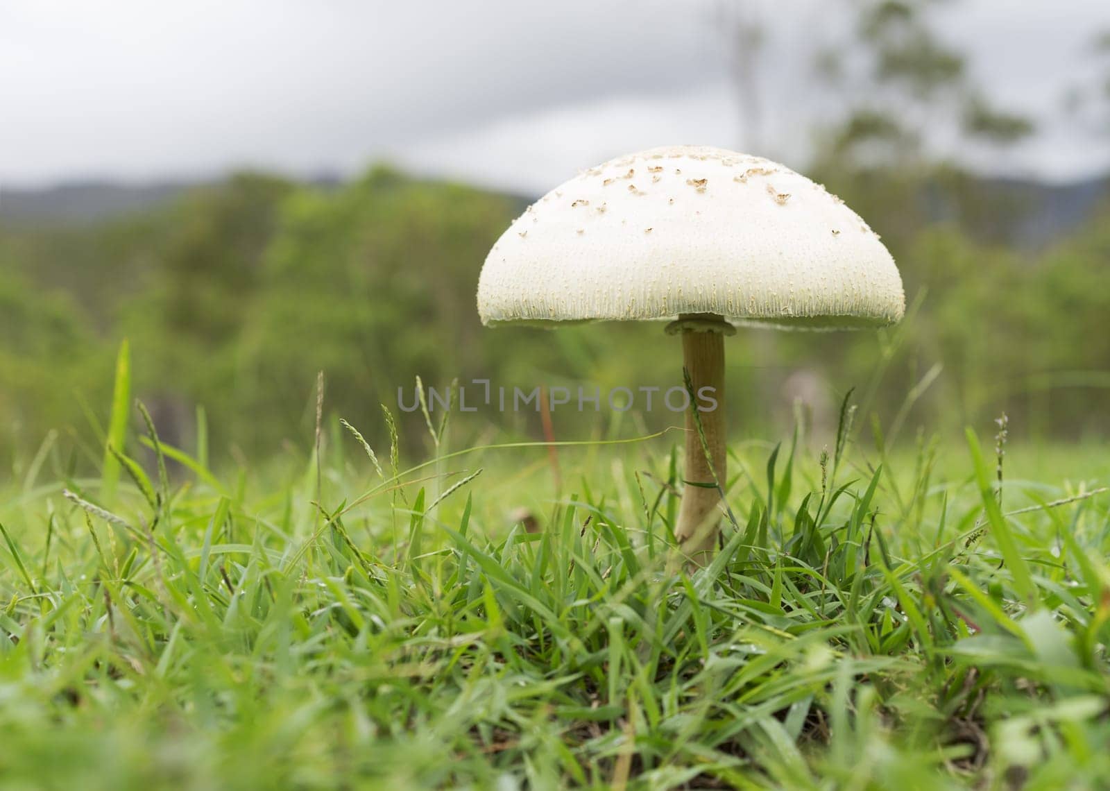 Summer in Australia landscape with overcast Queensland weather, new mushroom growing through green grass