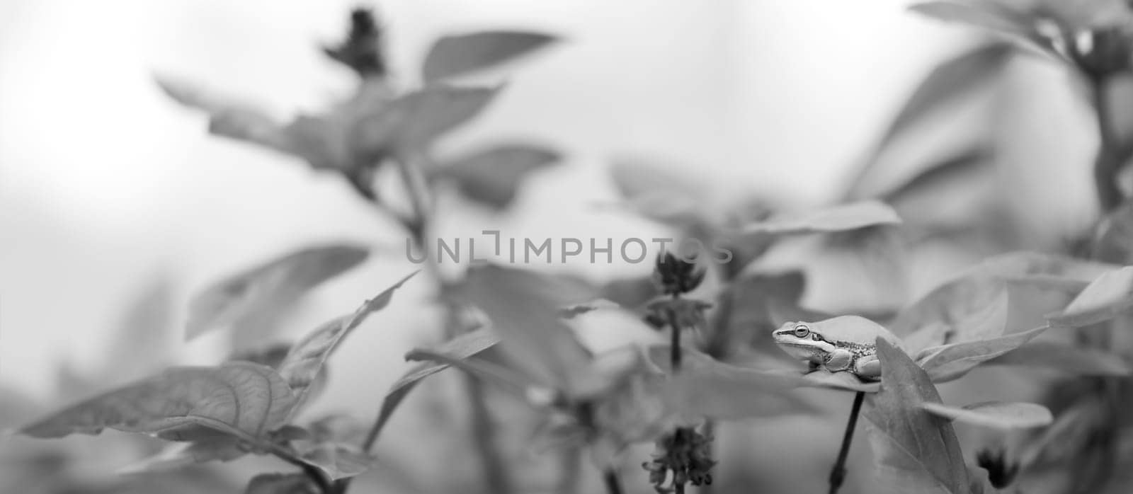 Panoramic Black and White grayscale image of Australian Green Tree Frog on Basil leaf in organic garden