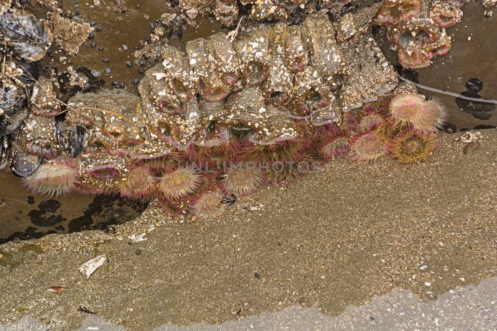 Aggregate Sea Anemone in a Tidepool on the Oregon Coast near Coos Bay, Oregon