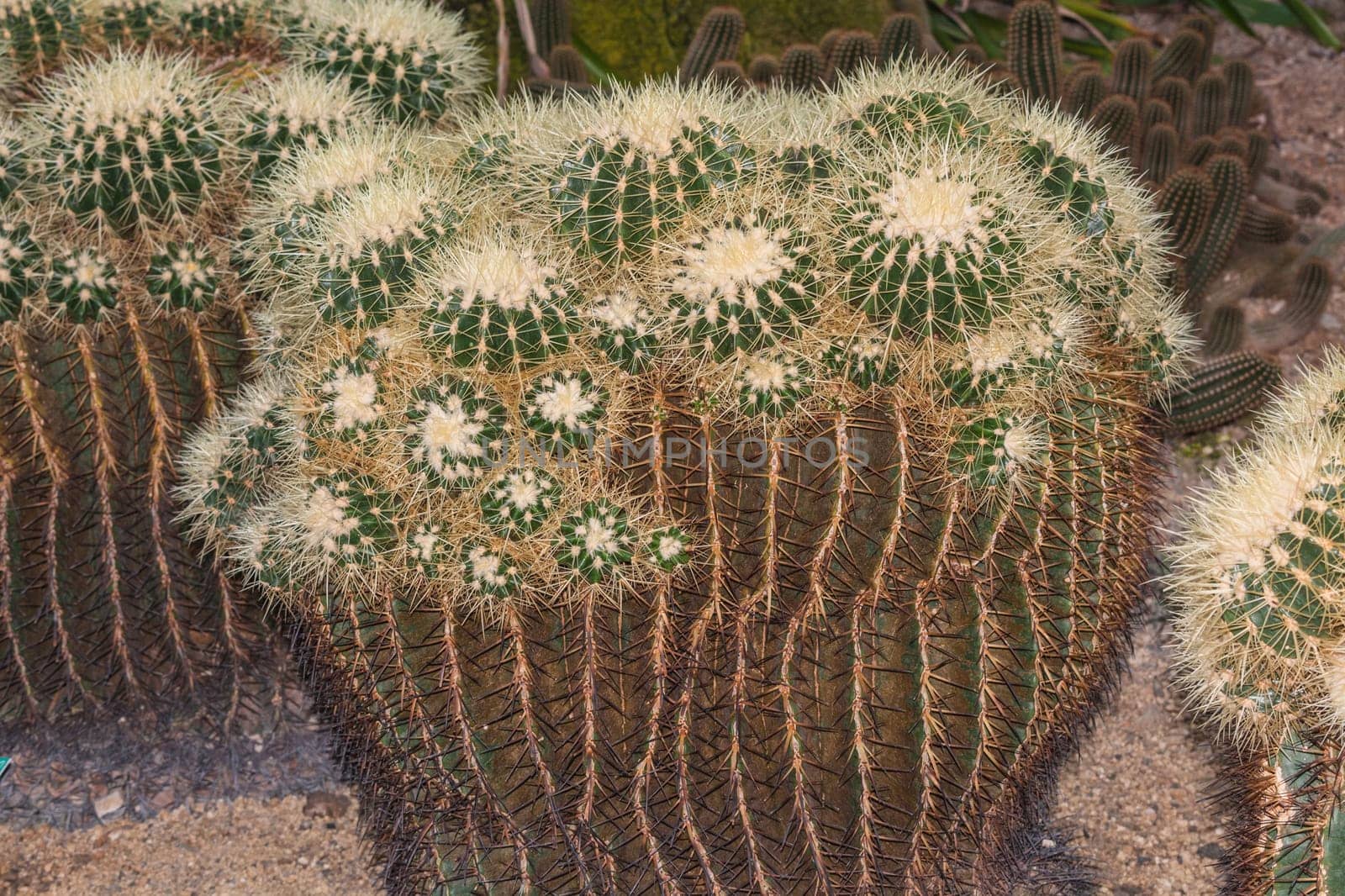 Cactus. Different green cacti with thorns and many small long green spines.
