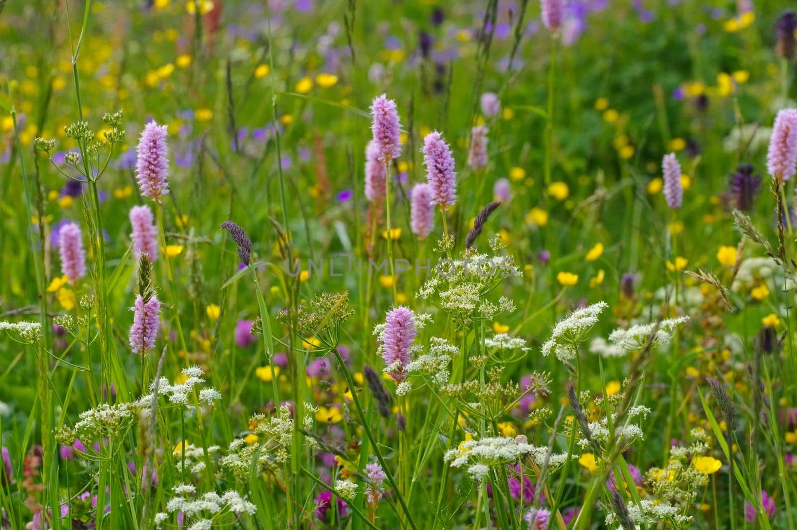 Mountain meadows in spring - spring flower meadows in mountains in many colours