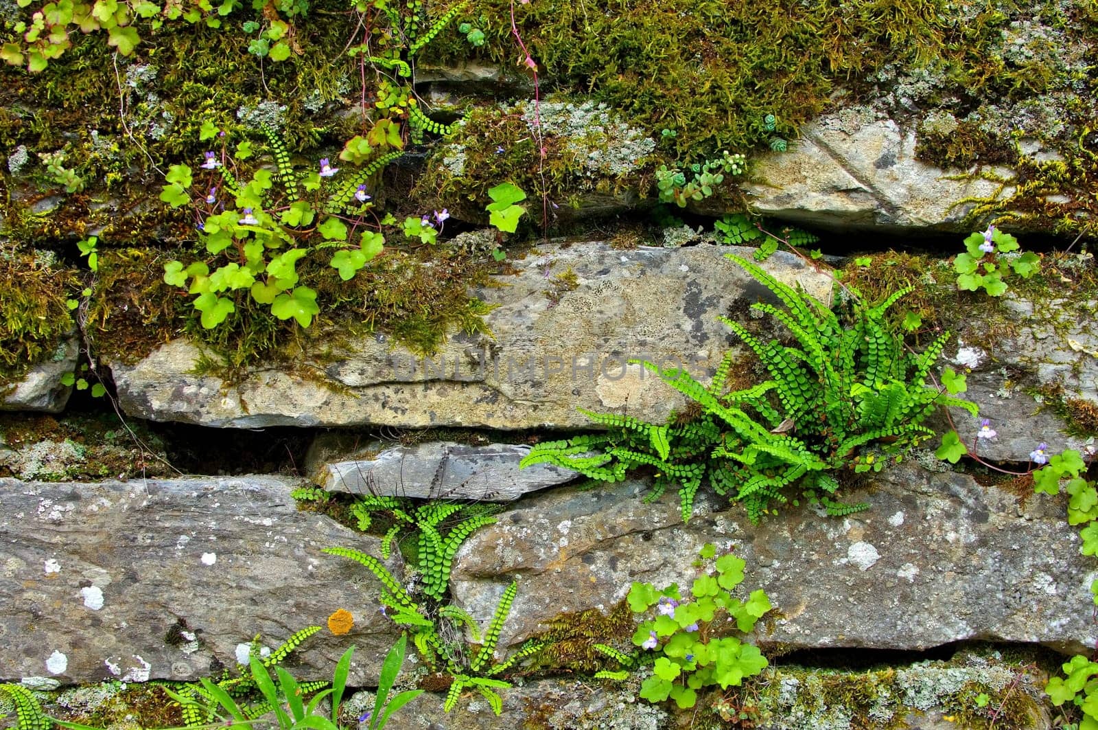 Brown striped fern - maidenhair spleenwort 02