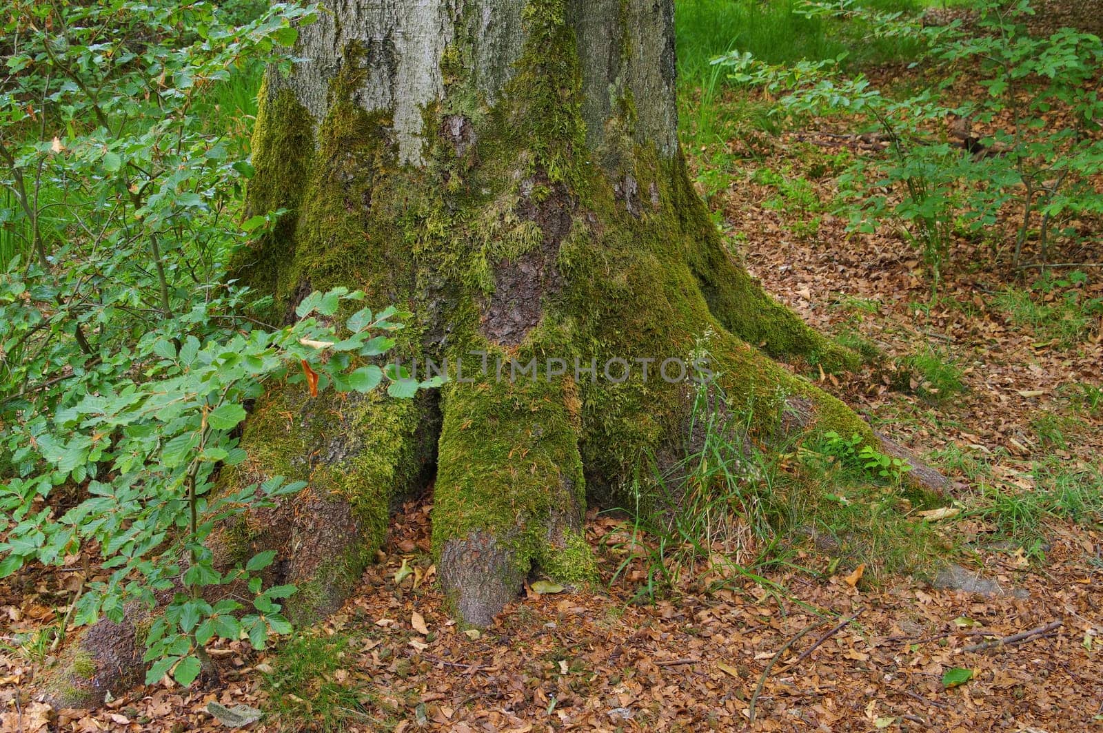 Beech with old root - beech tree andold root