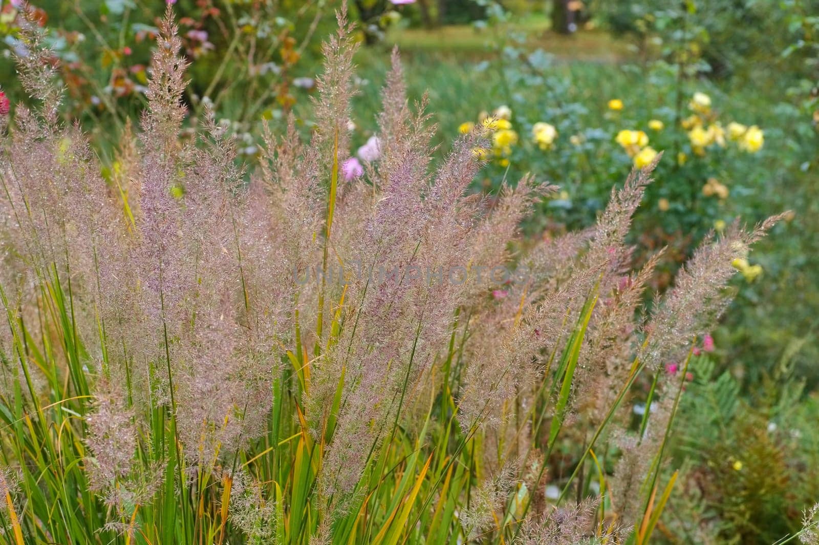 Diamond grass in autumn - Calamagrostis brachytricha ornamental grass in autumn