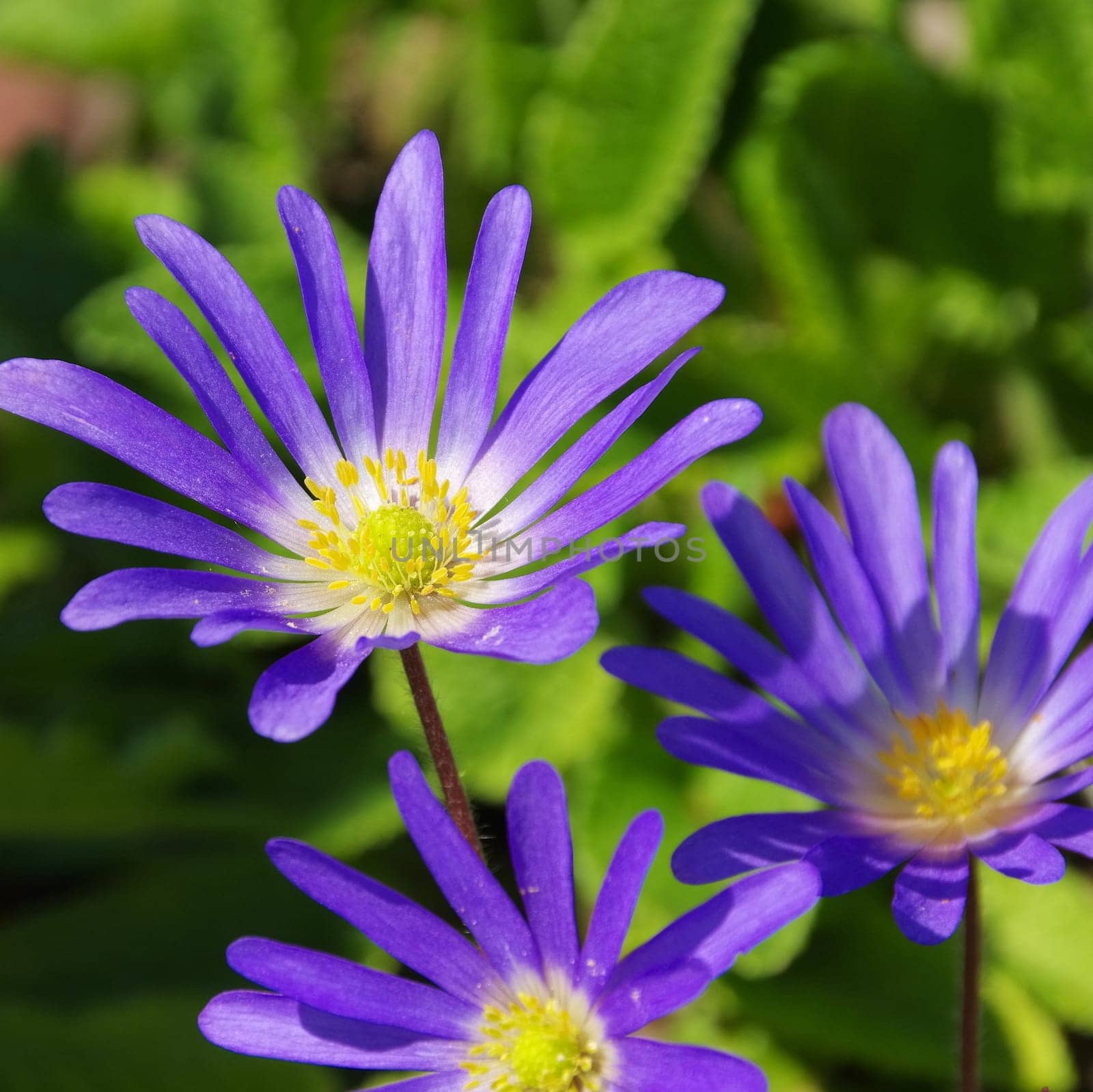 Anemone blue - Grecian windflower 02