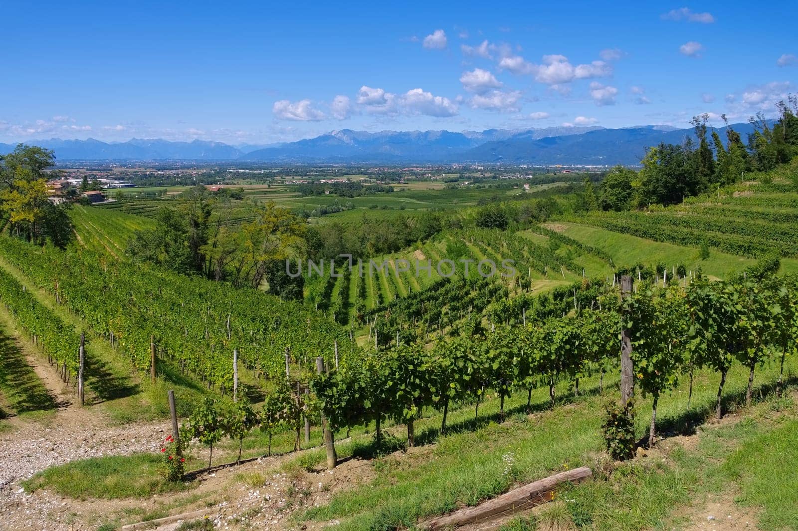 Friuli Vineyards in Northern Italy - Friuli vineyards in northern Italy