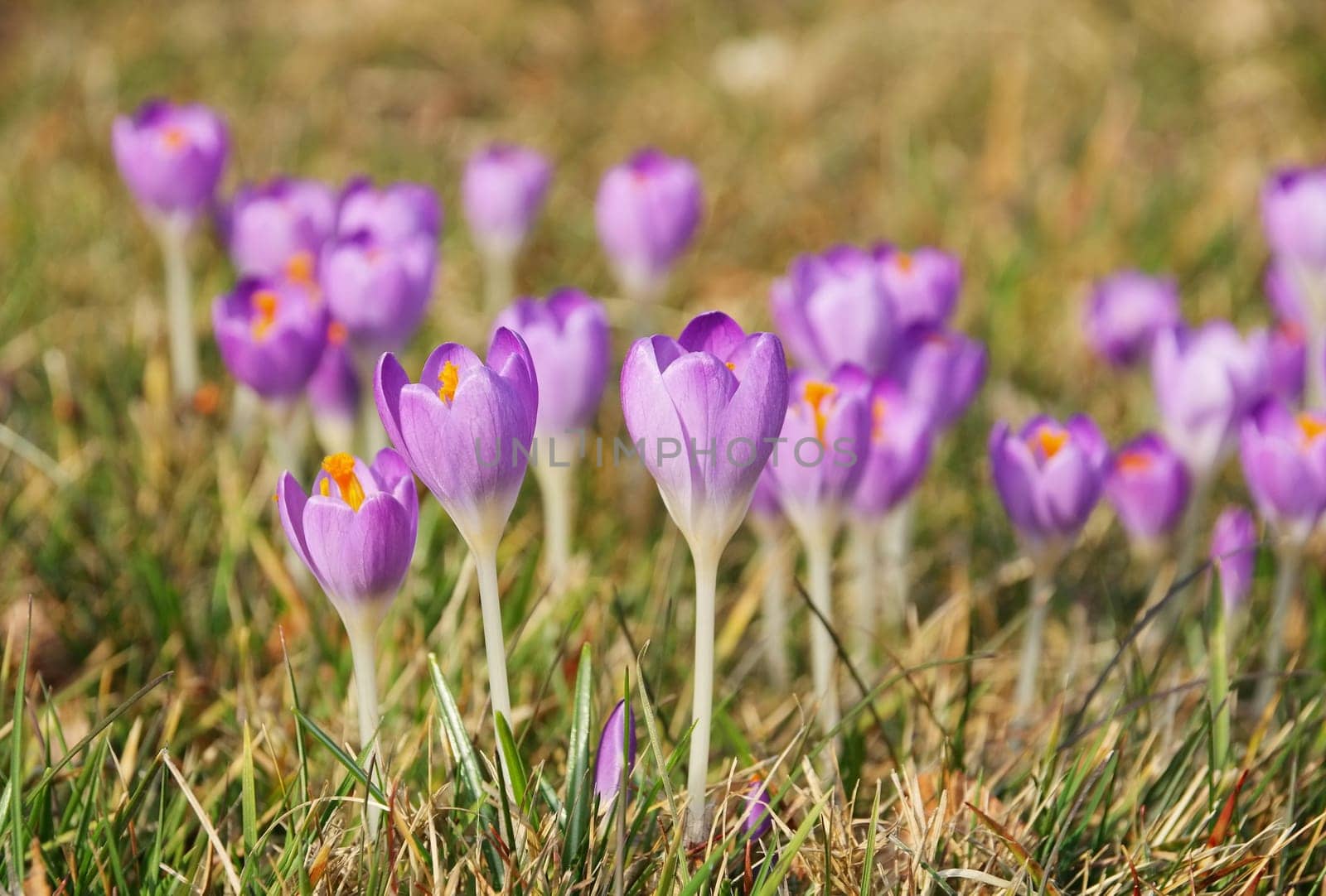 Crocus - Crocus 111