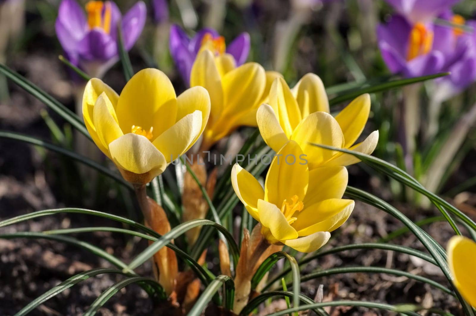 Crocus - Crocus 135