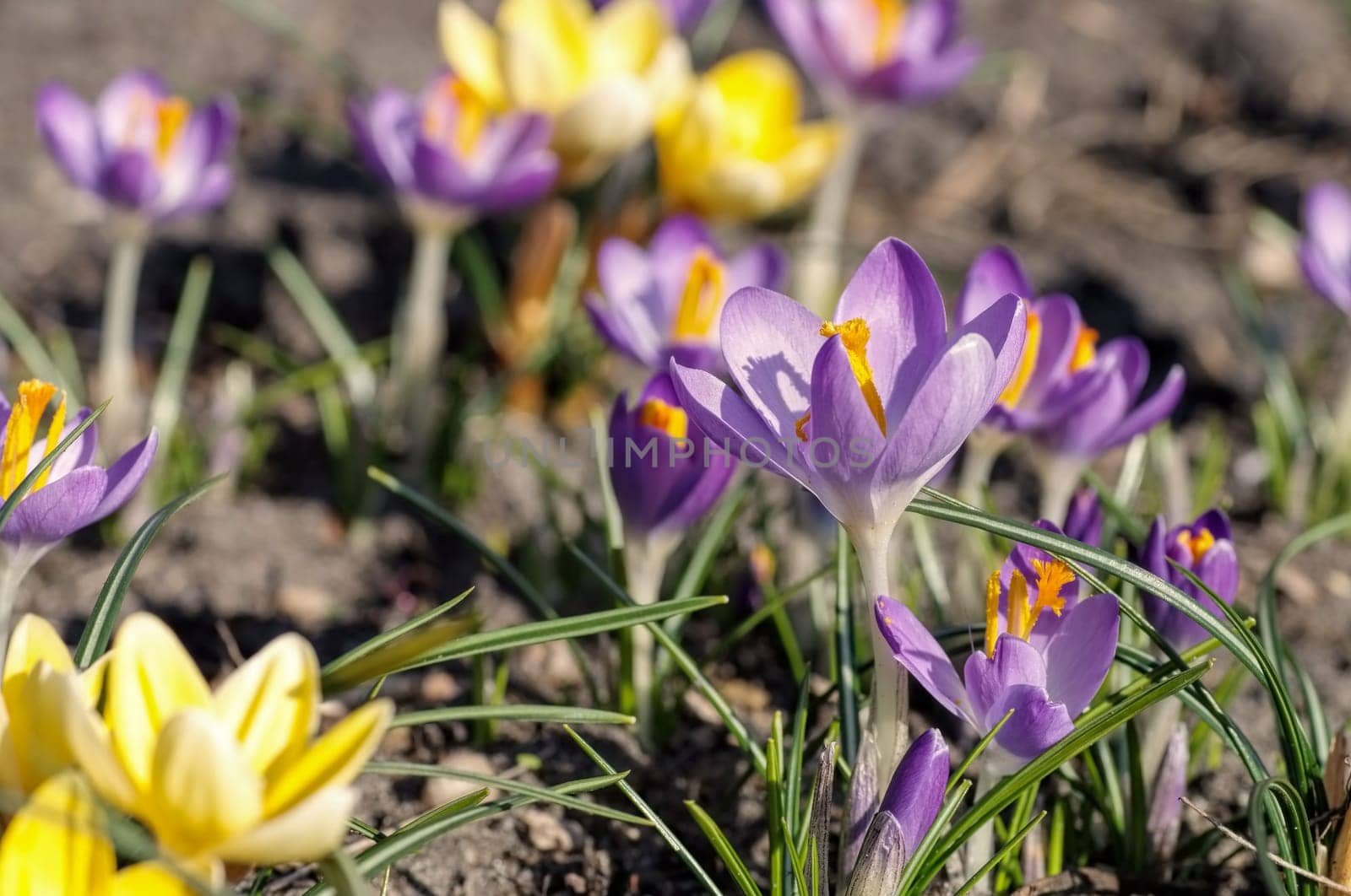 Crocus - Crocus 128