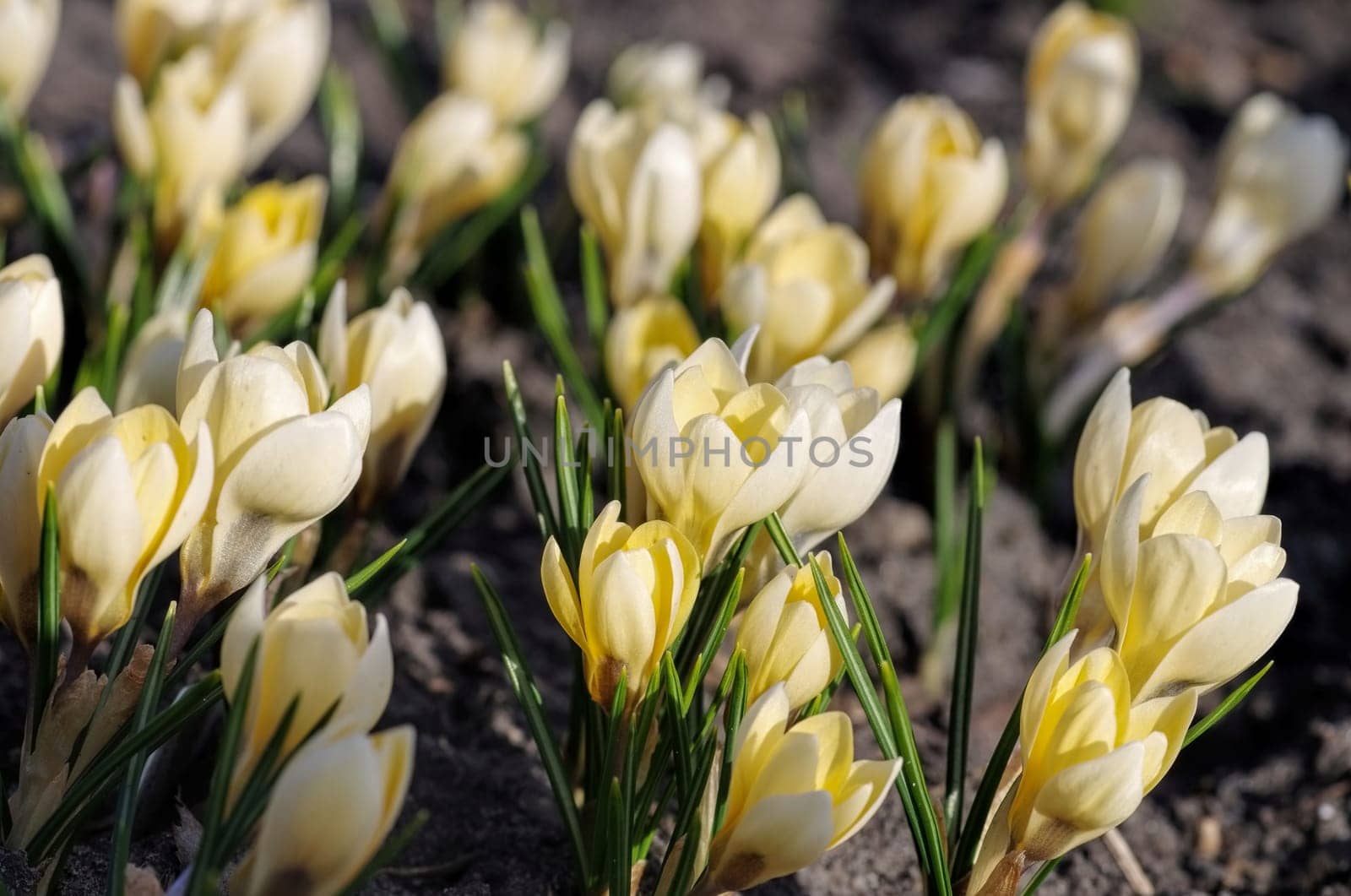 Crocus Romance - the Crokus is called Romance