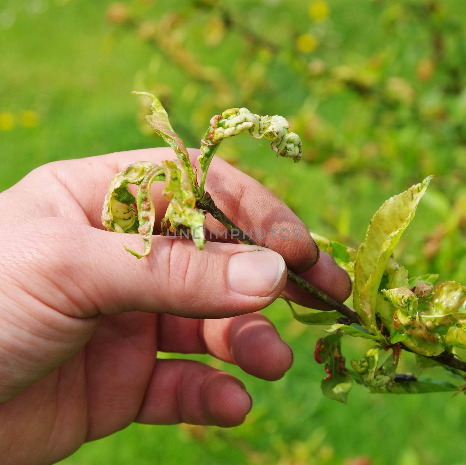 Crimping disease - Leaf curl 07
