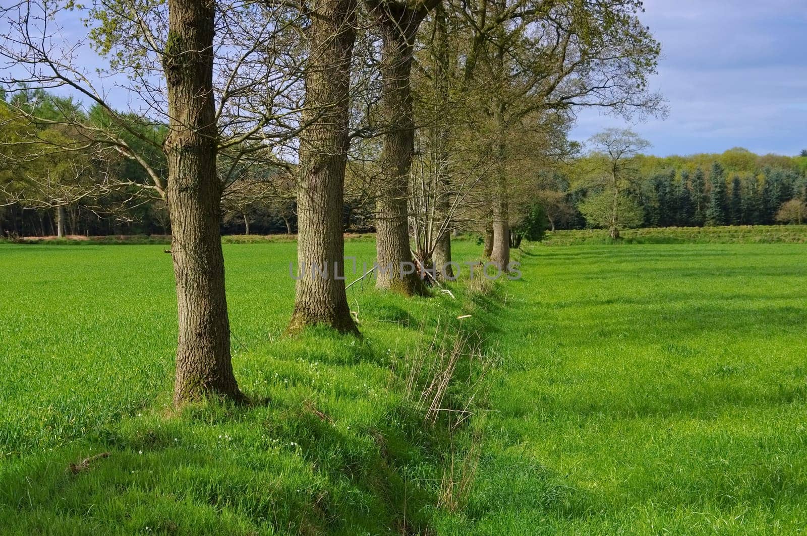 East Frisia gated bog now field - Eastern Frisia former swamp and now field