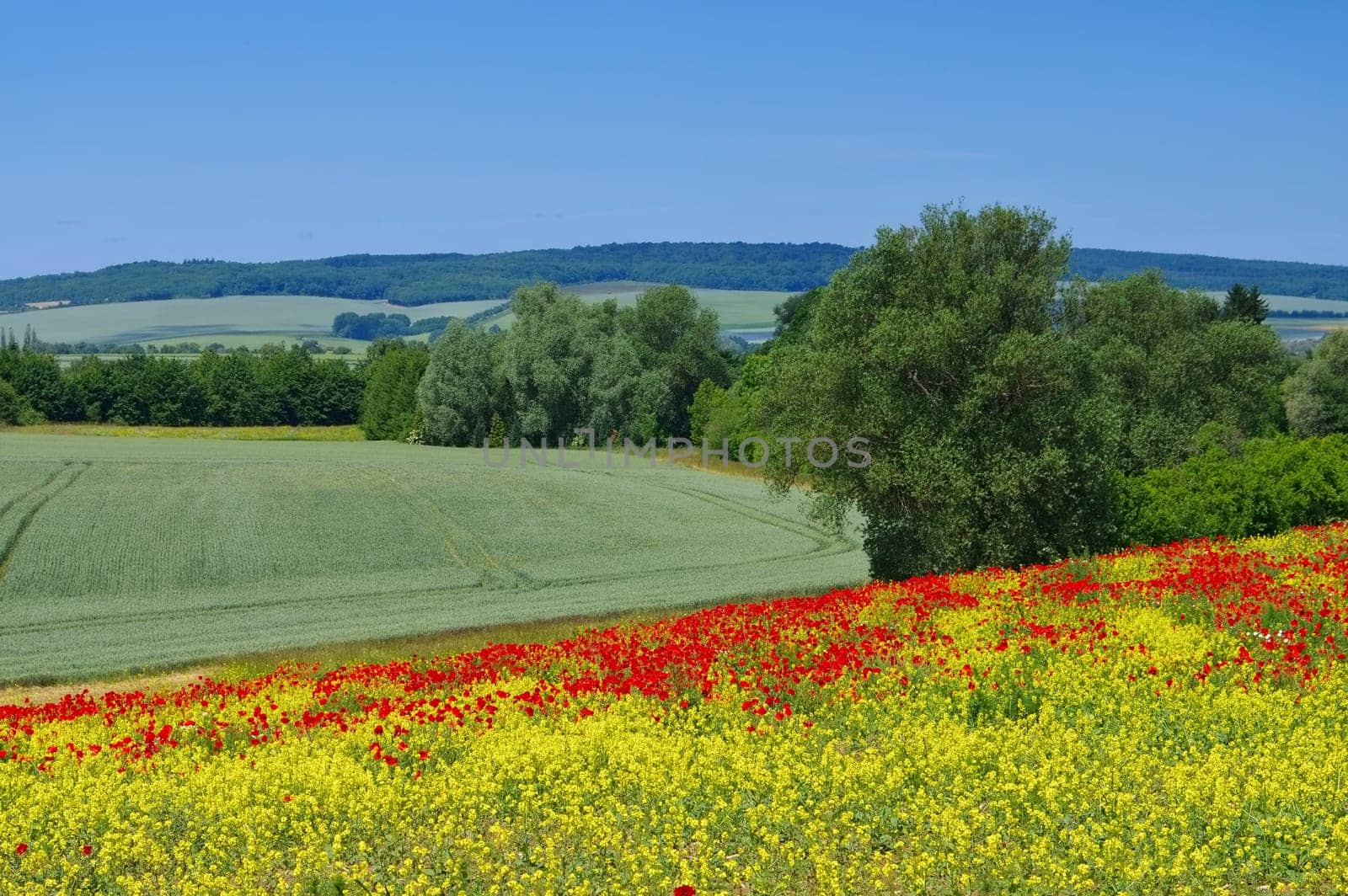Harz foreland in spring - landscape in Harz Mountains in Spring